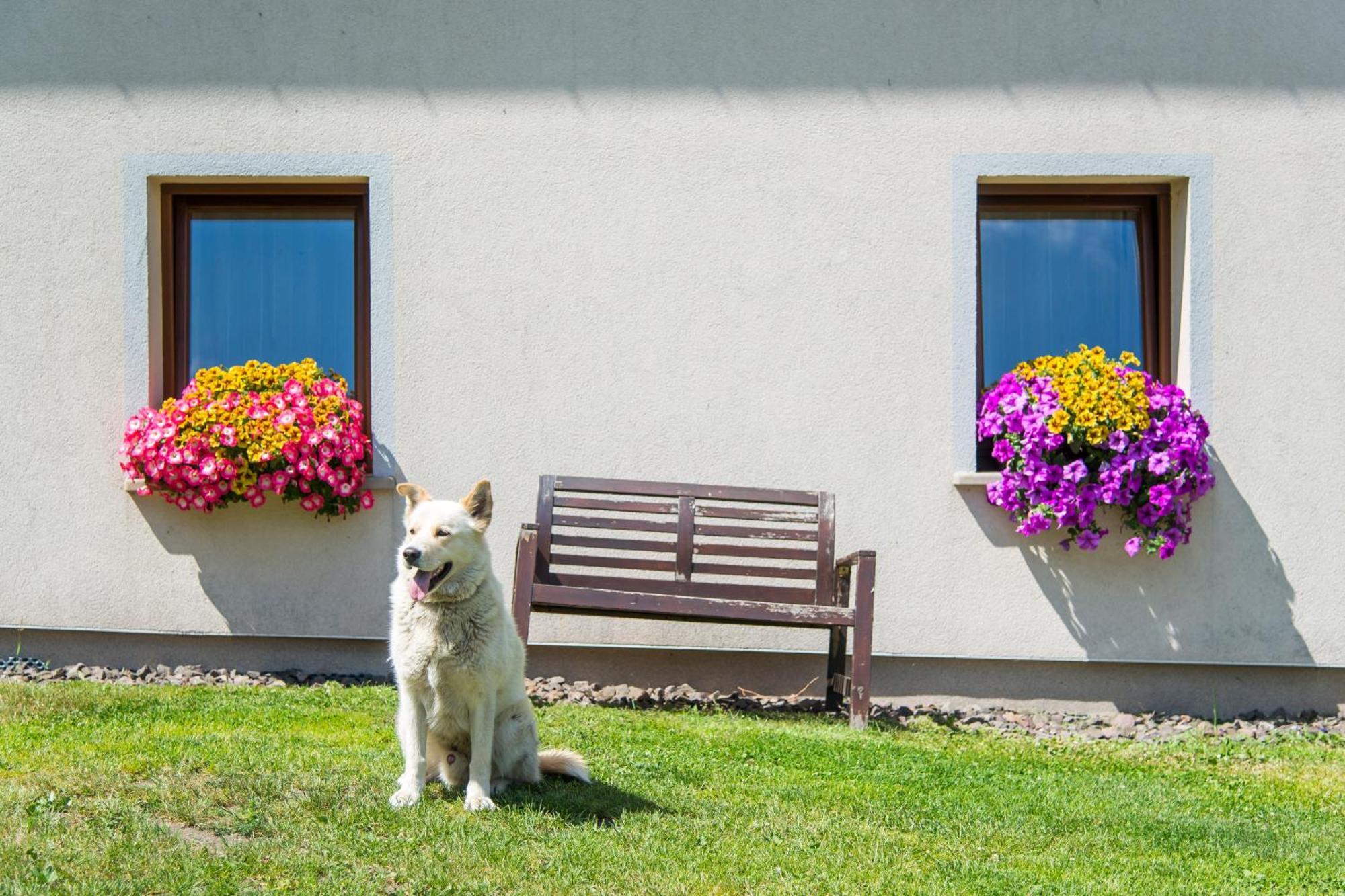 Agroturystyka "Pograniczna" Ober Wüstegiersdorf Exteriér fotografie